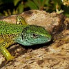 Green Lizard wp.